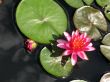 Water lilies