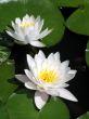 Water lilies