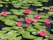 Water lilies