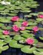 Water lilies