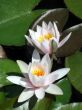 Water lilies