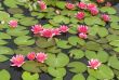 Water lilies