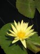 Water lily