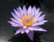 Water lily