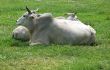 Cattle