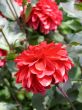 Dahlia