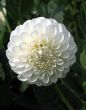 Dahlia