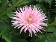 Dahlia