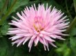Dahlia
