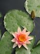 Water lily
