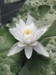 Water lily