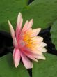 Water lily