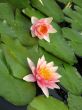 Water lilies