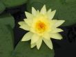 Water lily