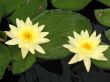 Water lilies