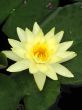 Water lily