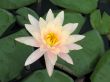 Water lily