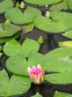 Water lily