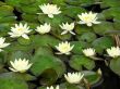 Water lilies