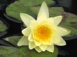 Water lily