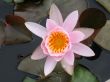 Water lily