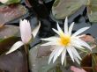 Water lilies