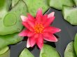 Water lily