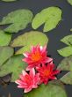 Water lilies