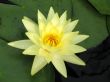 Water lily