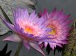 Water lilies