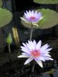 Water lilies