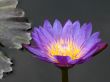 Water lily