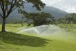 Golf Greens