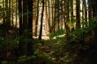 dark forest