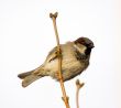 Sparrow on branch