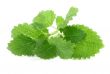 lemon balm on white