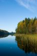 Morning on a quiet forest lake