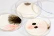 Petri Dishes