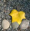 Yellow leaf