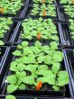 Greenhouse