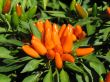 Ornamental pepper