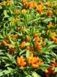 Ornamental pepper