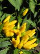 Ornamental pepper