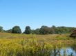 Meadow