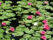 Water lilies