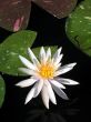 Water lily
