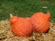 Pumpkins