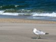 Seagull