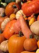 Harvest