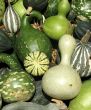Harvest